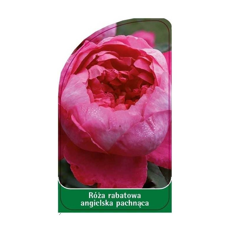 roza-rabatowa-angielska-pachnaca-r110