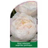 roza-rabatowa-angielska-pachnaca-r120