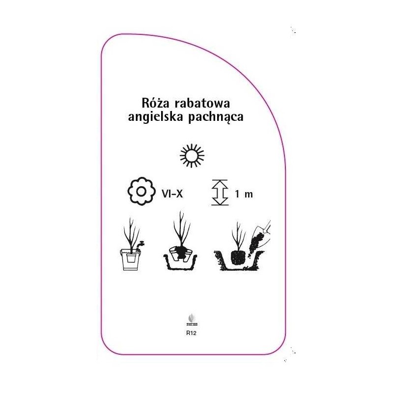 roza-rabatowa-angielska-pachnaca-r121