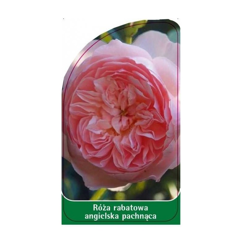 roza-rabatowa-angielska-pachnaca-r150
