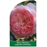 roza-rabatowa-angielska-pachnaca-r150