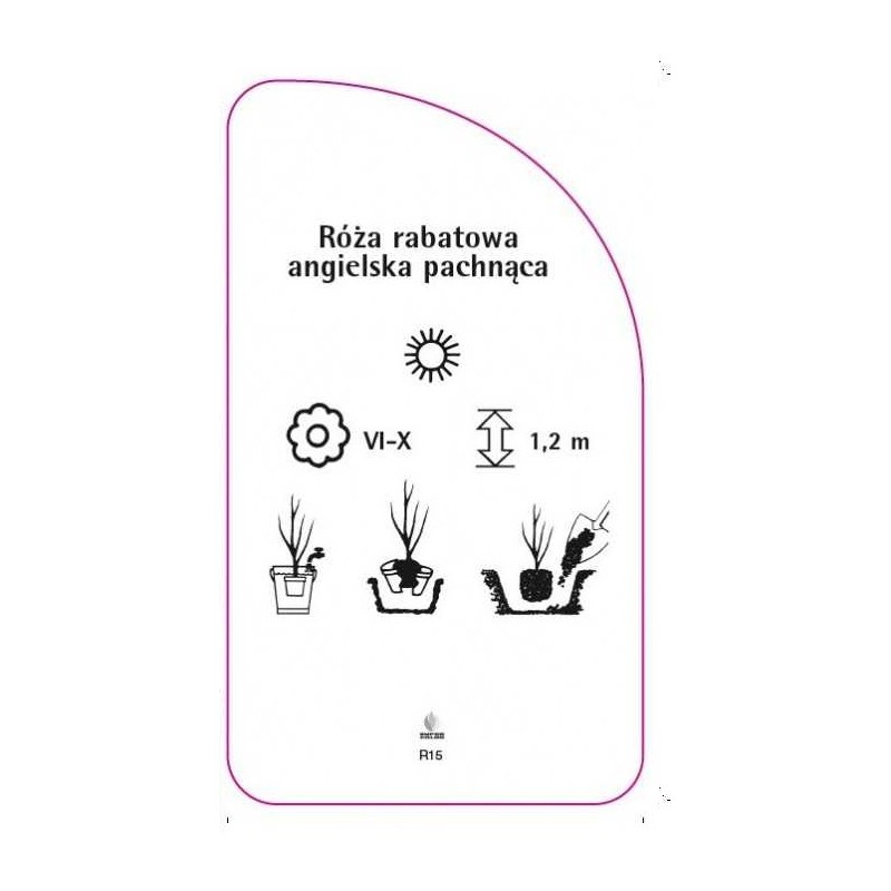 roza-rabatowa-angielska-pachnaca-r151
