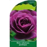 roza-rabatowa-pachnaca-r10