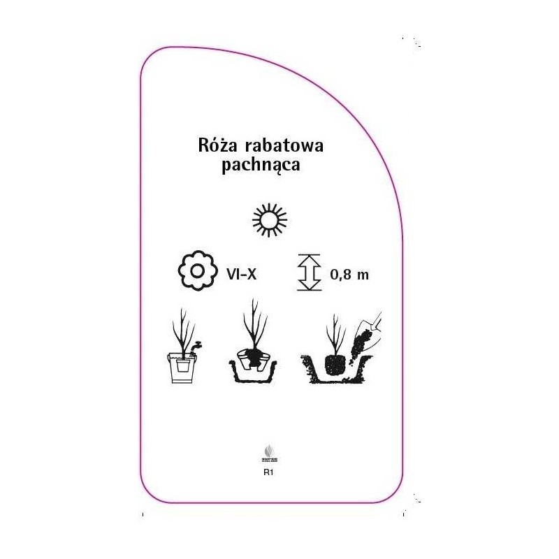 roza-rabatowa-pachnaca-r11