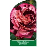 roza-rabatowa-pachnaca-r40