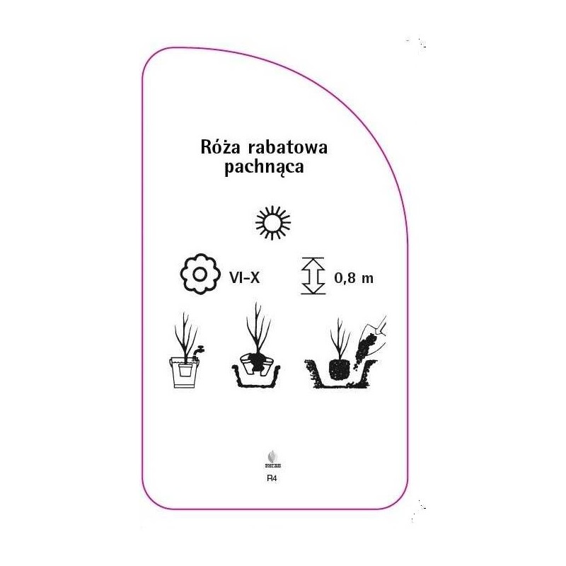 roza-rabatowa-pachnaca-r41