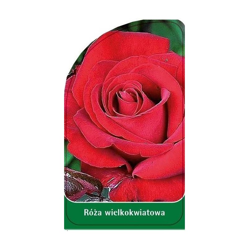 roza-wielkokwiatowa-w160