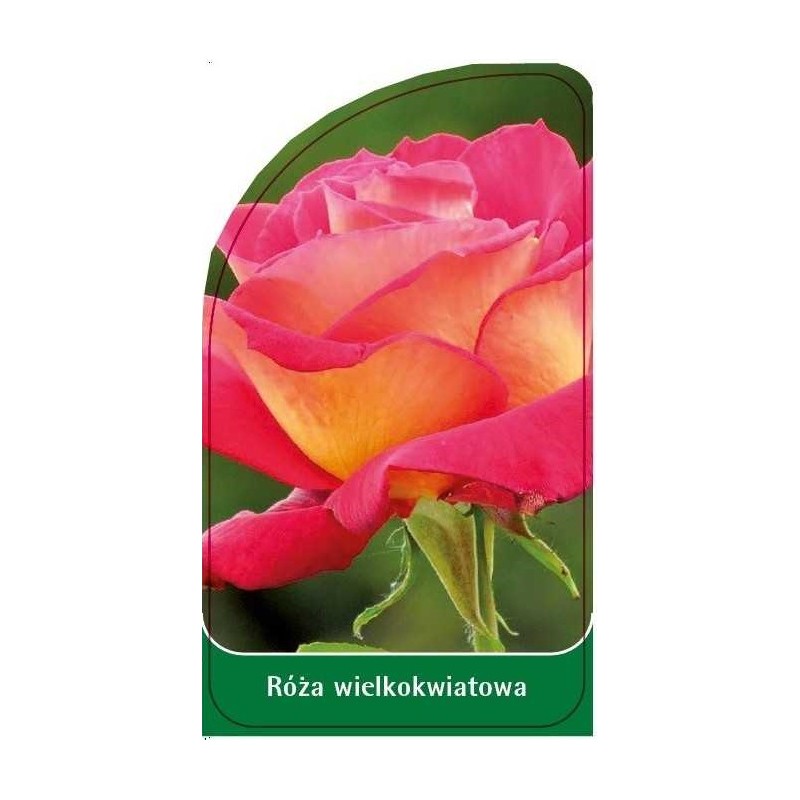 roza-wielkokwiatowa-w40