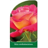 roza-wielkokwiatowa-w40