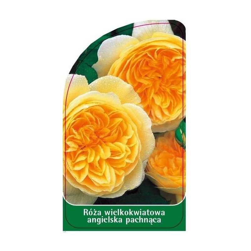 roza-wielkokwiatowa-angielska-pachnaca-w10
