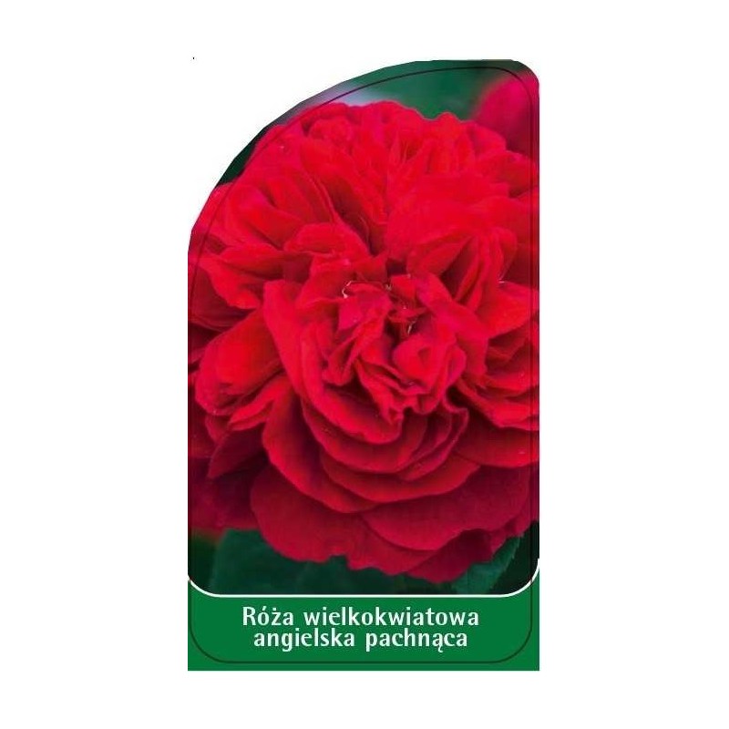 roza-wielkokwiatowa-angielska-pachnaca-w130