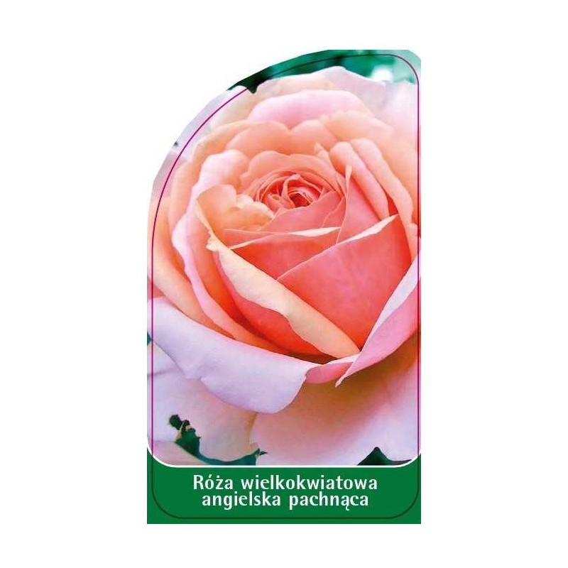 roza-wielkokwiatowa-angielska-pachnaca-w150