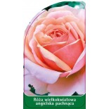 roza-wielkokwiatowa-angielska-pachnaca-w150