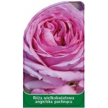 roza-wielkokwiatowa-angielska-pachnaca-w170