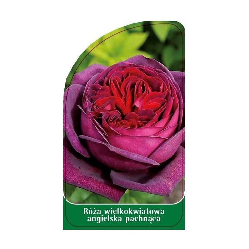 roza-wielkokwiatowa-angielska-pachnaca-w180