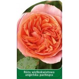 roza-wielkokwiatowa-angielska-pachnaca-w190