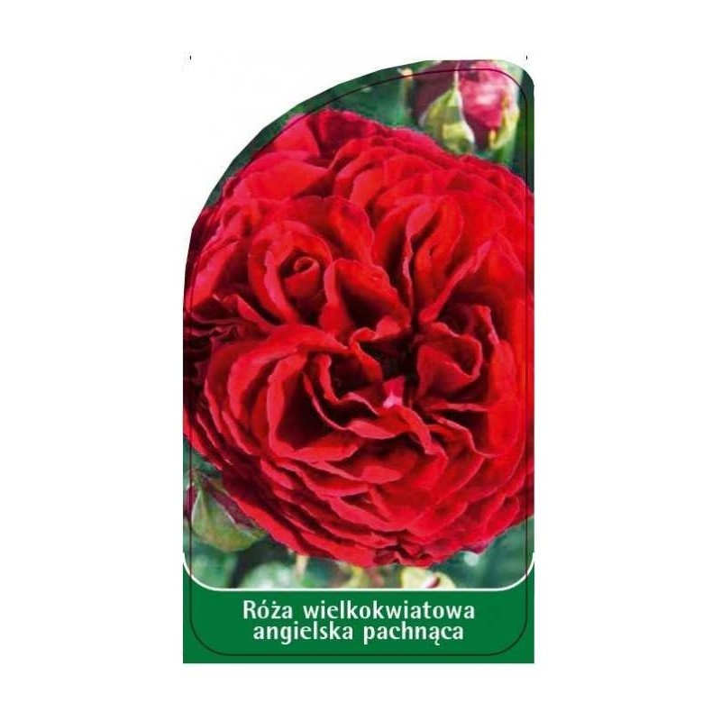 roza-wielkokwiatowa-angielska-pachnaca-w230