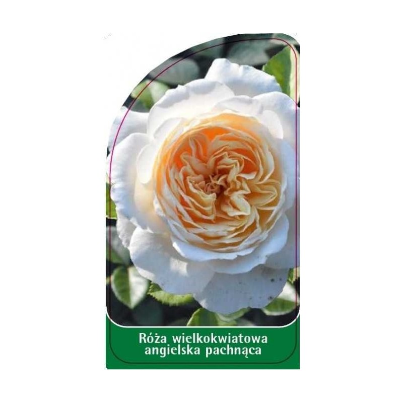 roza-wielkokwiatowa-angielska-pachnaca-w240