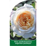 roza-wielkokwiatowa-angielska-pachnaca-w240