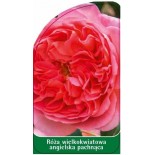 roza-wielkokwiatowa-angielska-pachnaca-w260