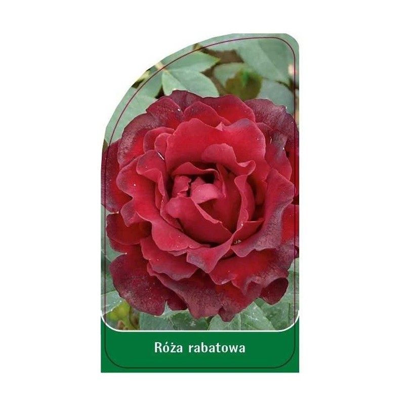 roza-rabatowa-r70