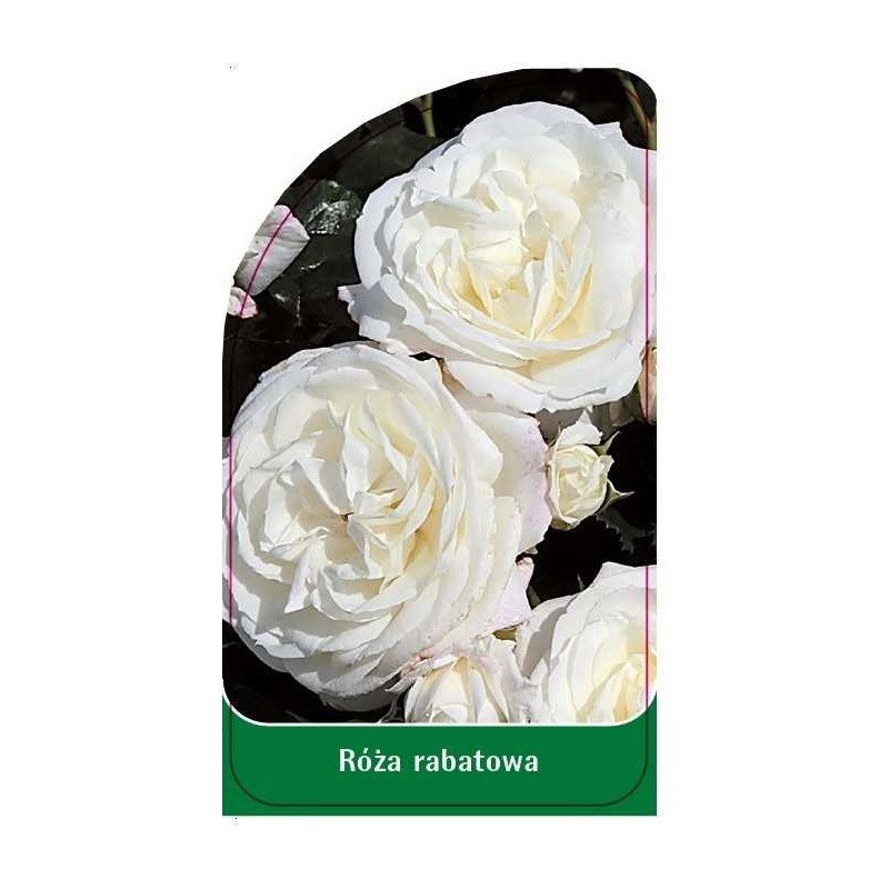 roza-rabatowa-r80