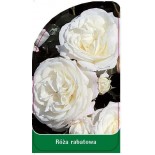roza-rabatowa-r80
