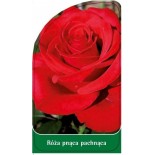 roza-pnaca-pachnaca-p90