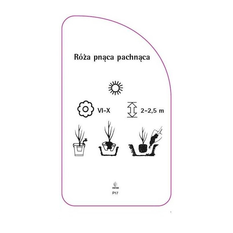roza-pnaca-pachnaca-p171