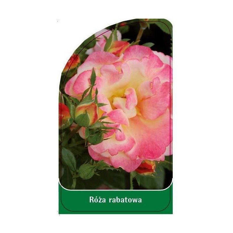 roza-rabatowa-r100