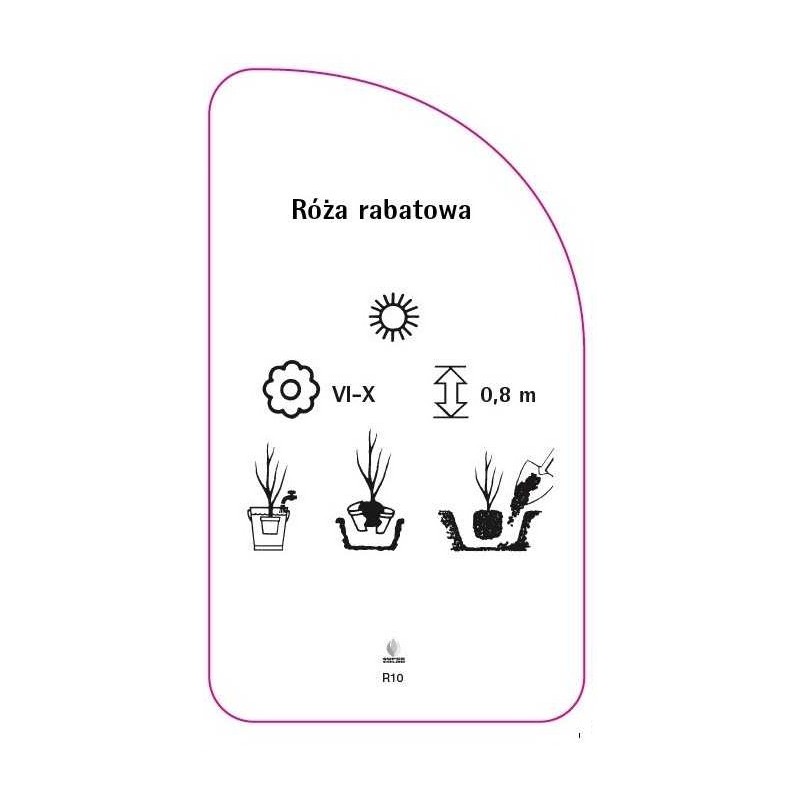 roza-rabatowa-r101