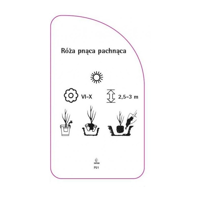 roza-pnaca-pachnaca-p211
