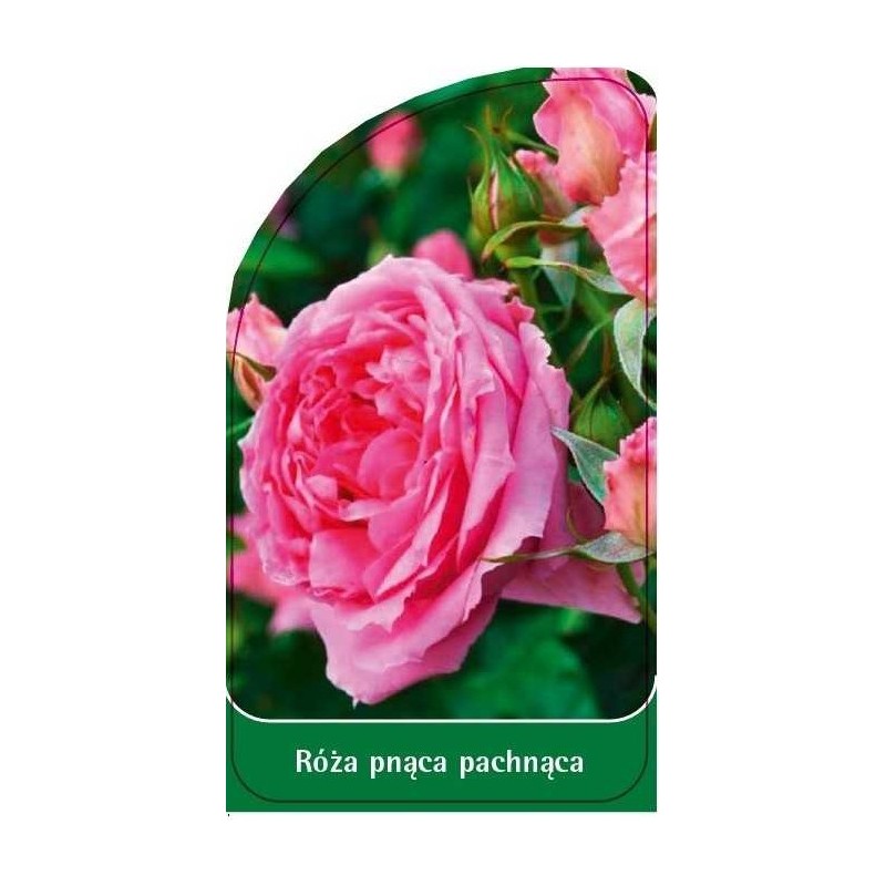 roza-pnaca-pachnaca-p30