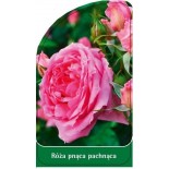 roza-pnaca-pachnaca-p30