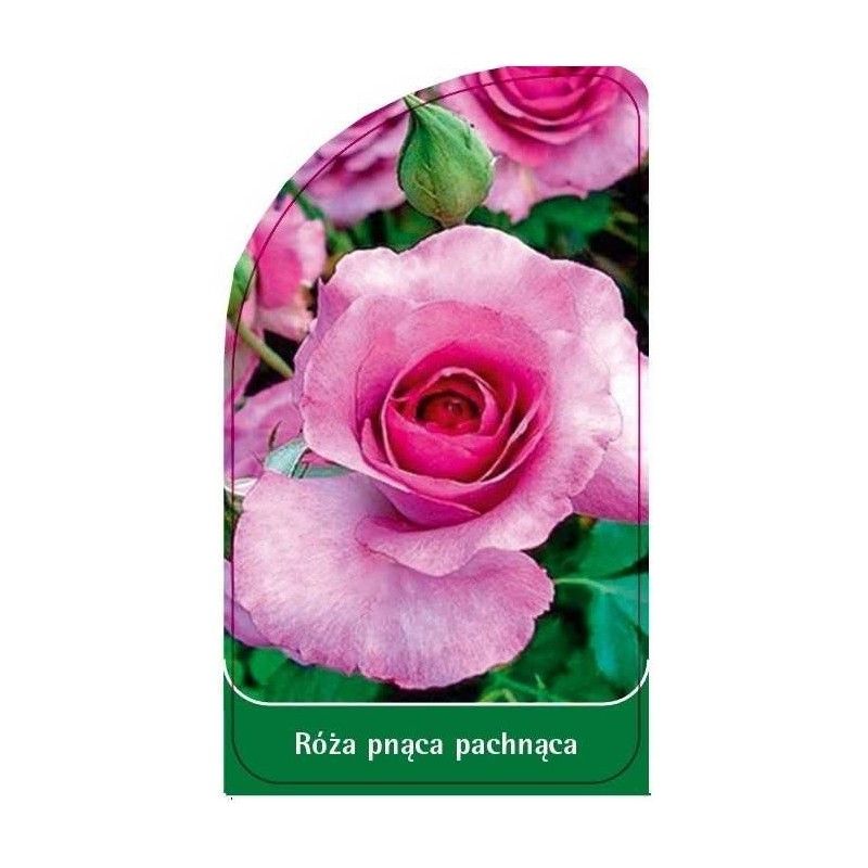 roza-pnaca-pachnaca-p40