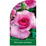 roza-pnaca-pachnaca-p40