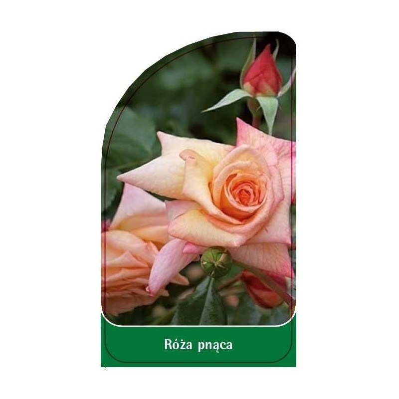 roza-pnaca-p140