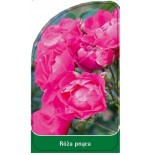 roza-pnaca-p220