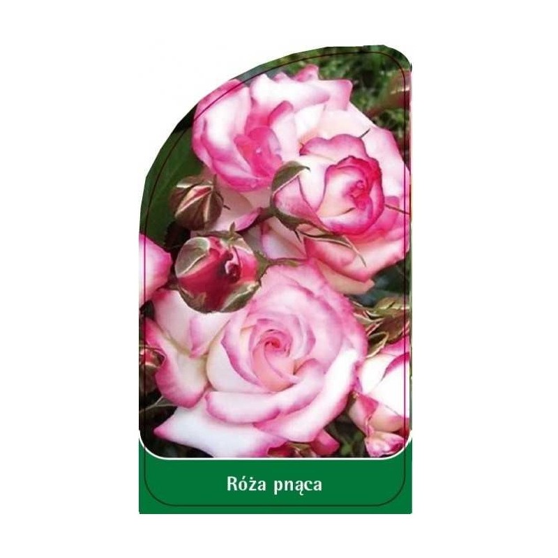 roza-pnaca-p230