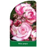 roza-pnaca-p230