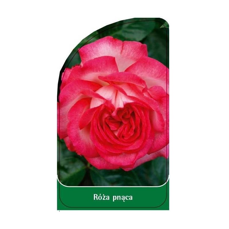 roza-pnaca-p60