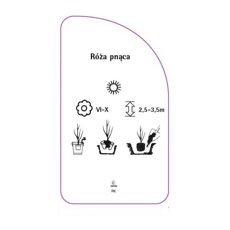 roza-pnaca-p61