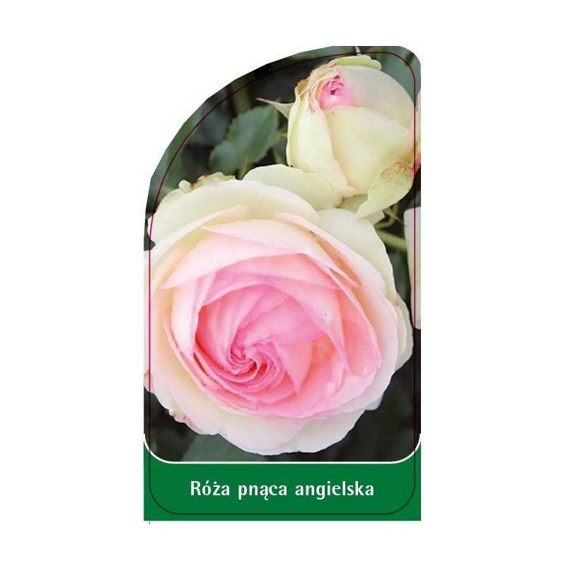 roza-pnaca-angielska-p120
