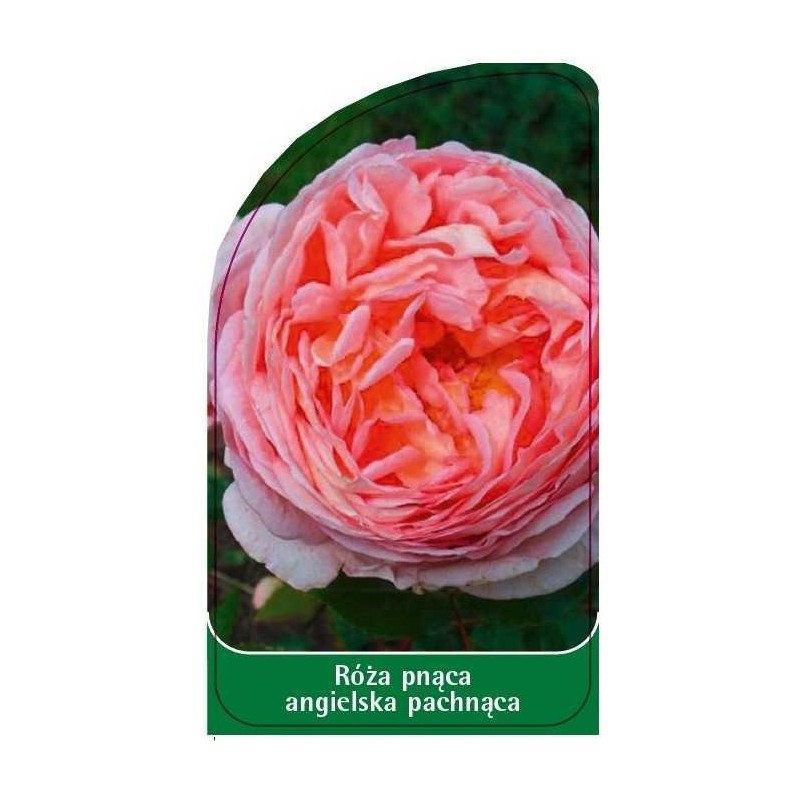 roza-pnaca-angielska-pachnaca-p100