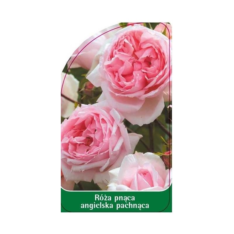 roza-pnaca-angielska-pachnaca-p20