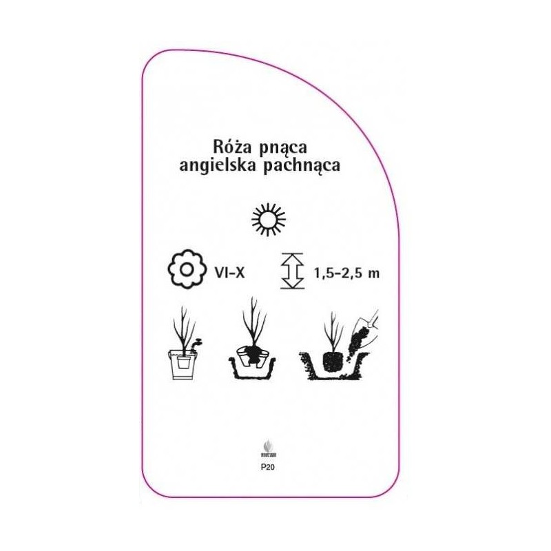 roza-pnaca-angielska-pachnaca-p201