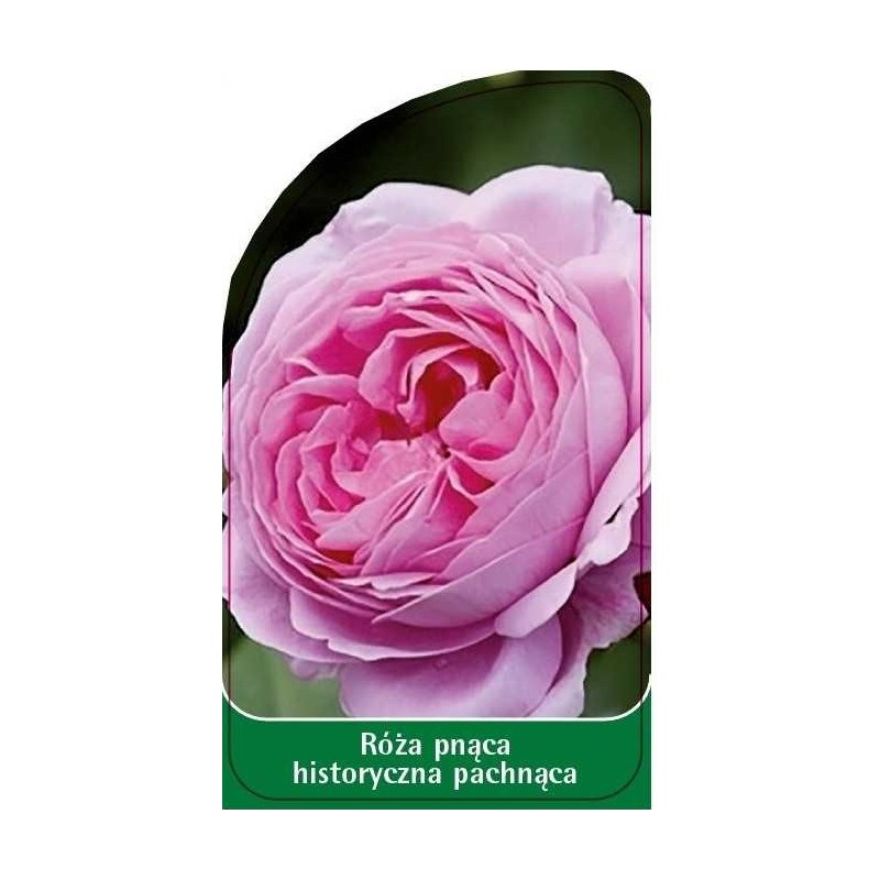 roza-pnaca-historyczna-pachnaca-p110