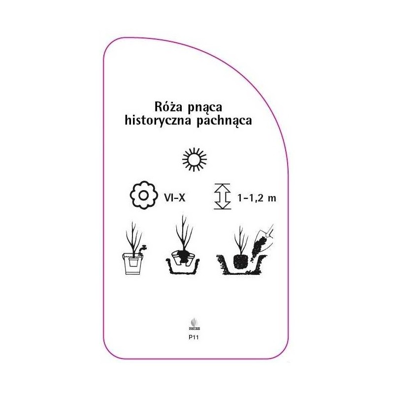 roza-pnaca-historyczna-pachnaca-p111