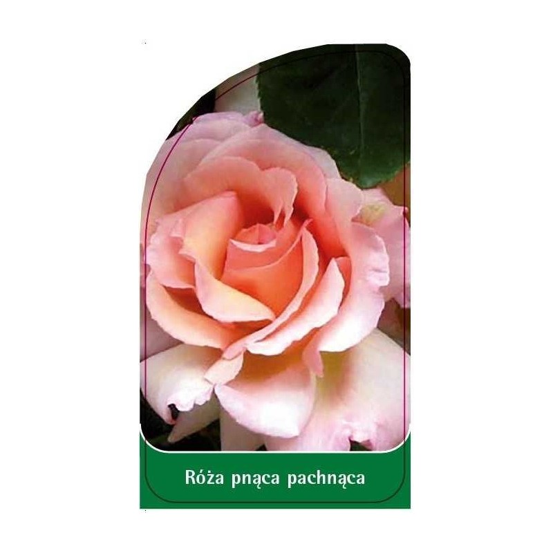 roza-pnaca-pachnaca-p160
