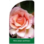 roza-pnaca-pachnaca-p160